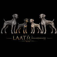 New Logo