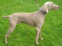 {Silver Weimaraner}