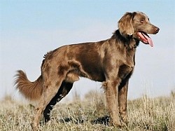 LONG HAIRED WEIMARANER