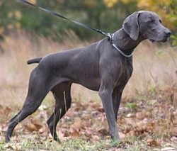 BLUE WEIMARANER