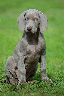 SILVER GRAY WEIMARANER