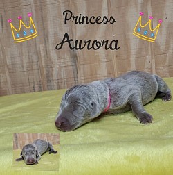 Aurora