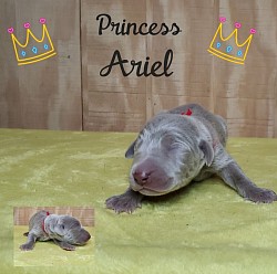 Ariel