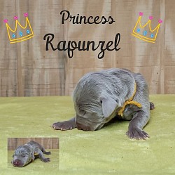 Rapunzel
