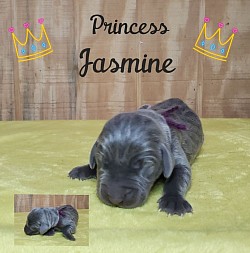 Jasmine