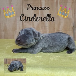 Cinderella