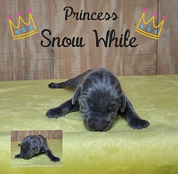 Snow White