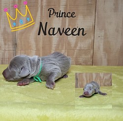 Naveen