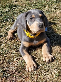 Sassenach 10 weeks old