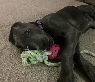 Lilly