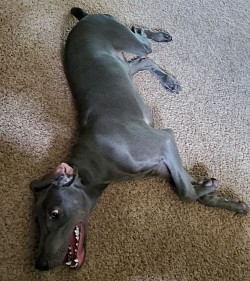 Aladdin 7 months old