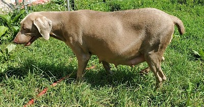 Shenandoah 2 days prior to whelping.