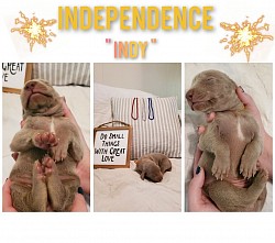 Independence