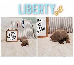Liberty