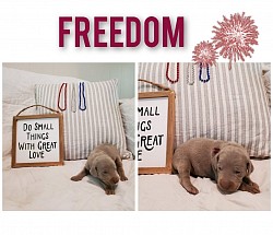Freedom