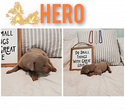 Hero