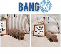 Bang