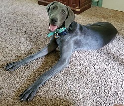 Aladdin 9 months old