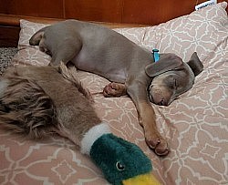 sleepy honey