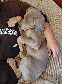 Snuggles