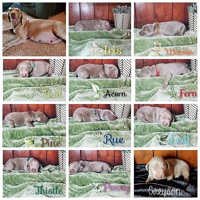 Shenandoah with all 11 puppies