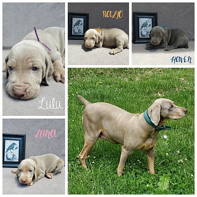 Honey with all 4 of her puppies