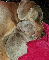 Honey and Briar snuggles