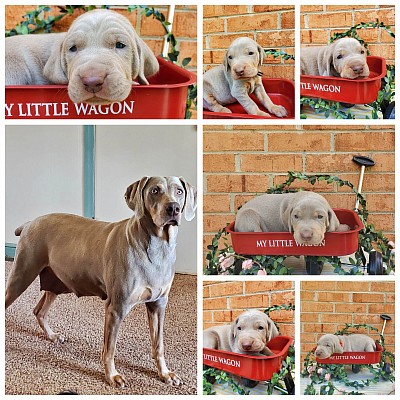 Mark of the Hound puppies