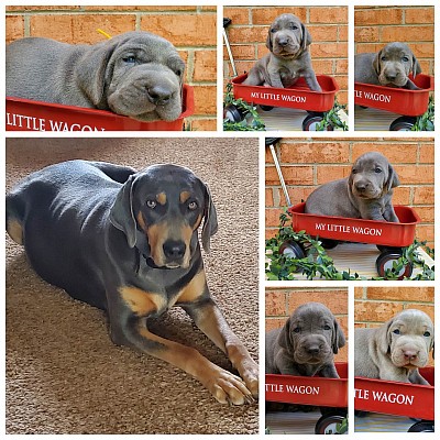 Bridgerton puppies