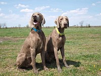 Stockharr Weimaraner - Photo credits: Just Weimaraners
