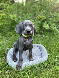 Gertie
