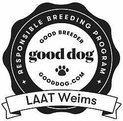 Good Dog