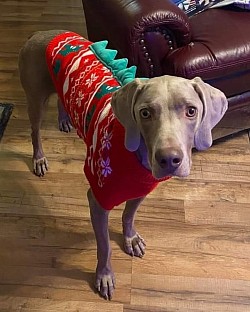 Jake - Weimaraner