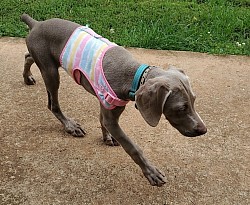 Emily - Weimaraner