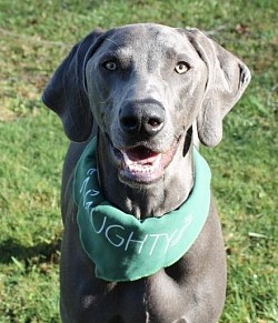 Captain America - Weimaraner