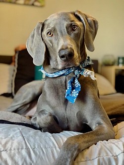 Cap - Weimaraner