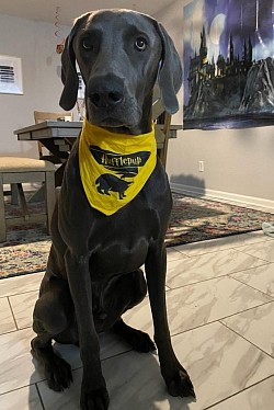 Karl - Weimaraner