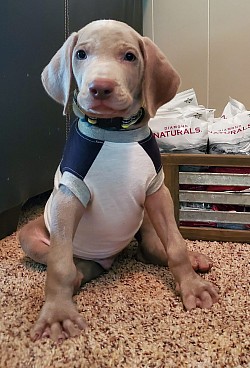 Smokey - Weimaraner