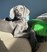 Josie